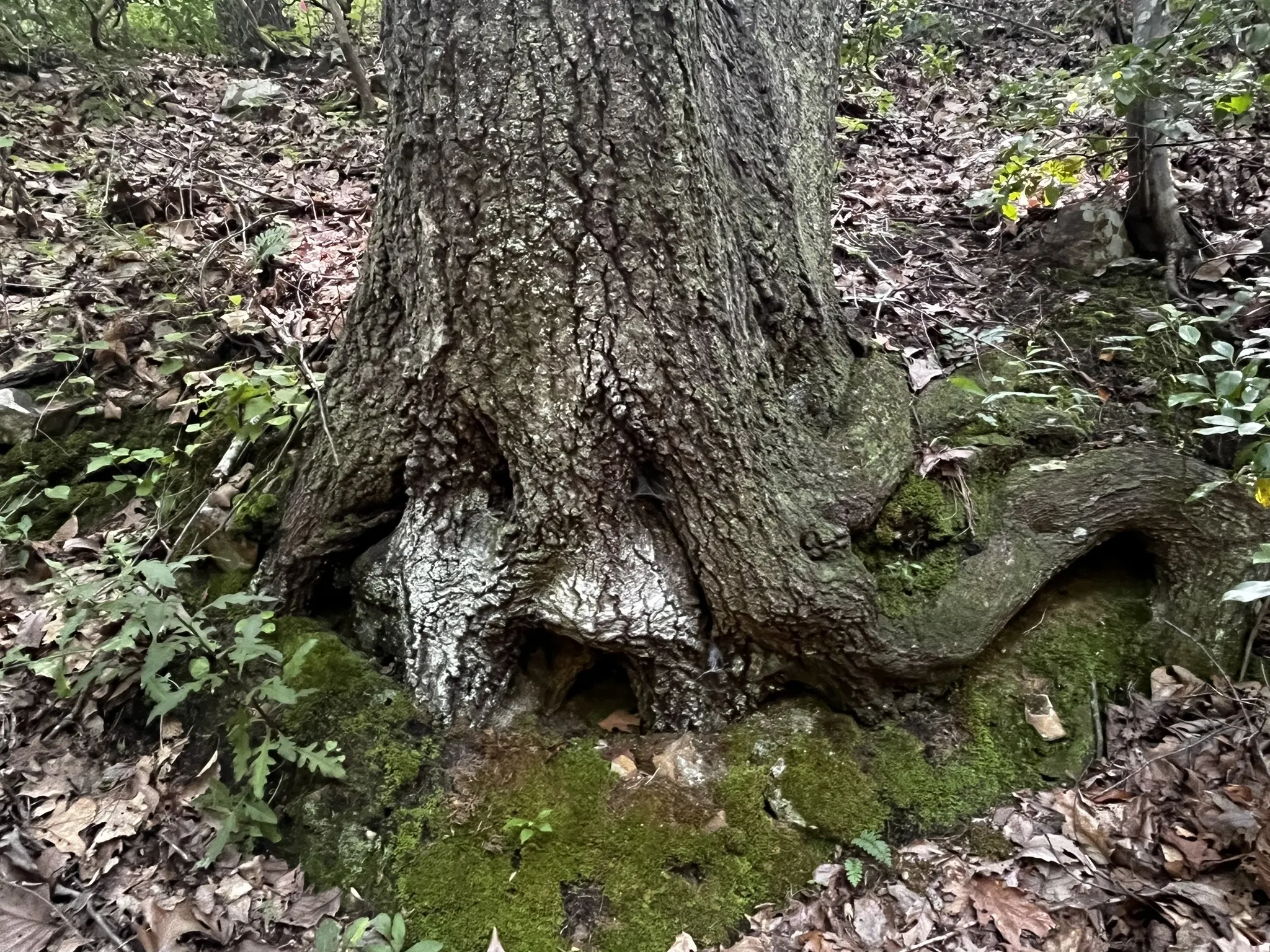 Thick tree trunk and stump in the woods