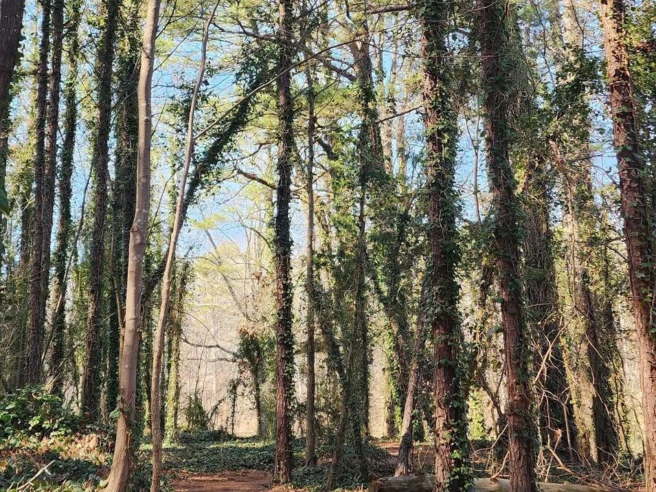 Trees lining a trail near Dalton