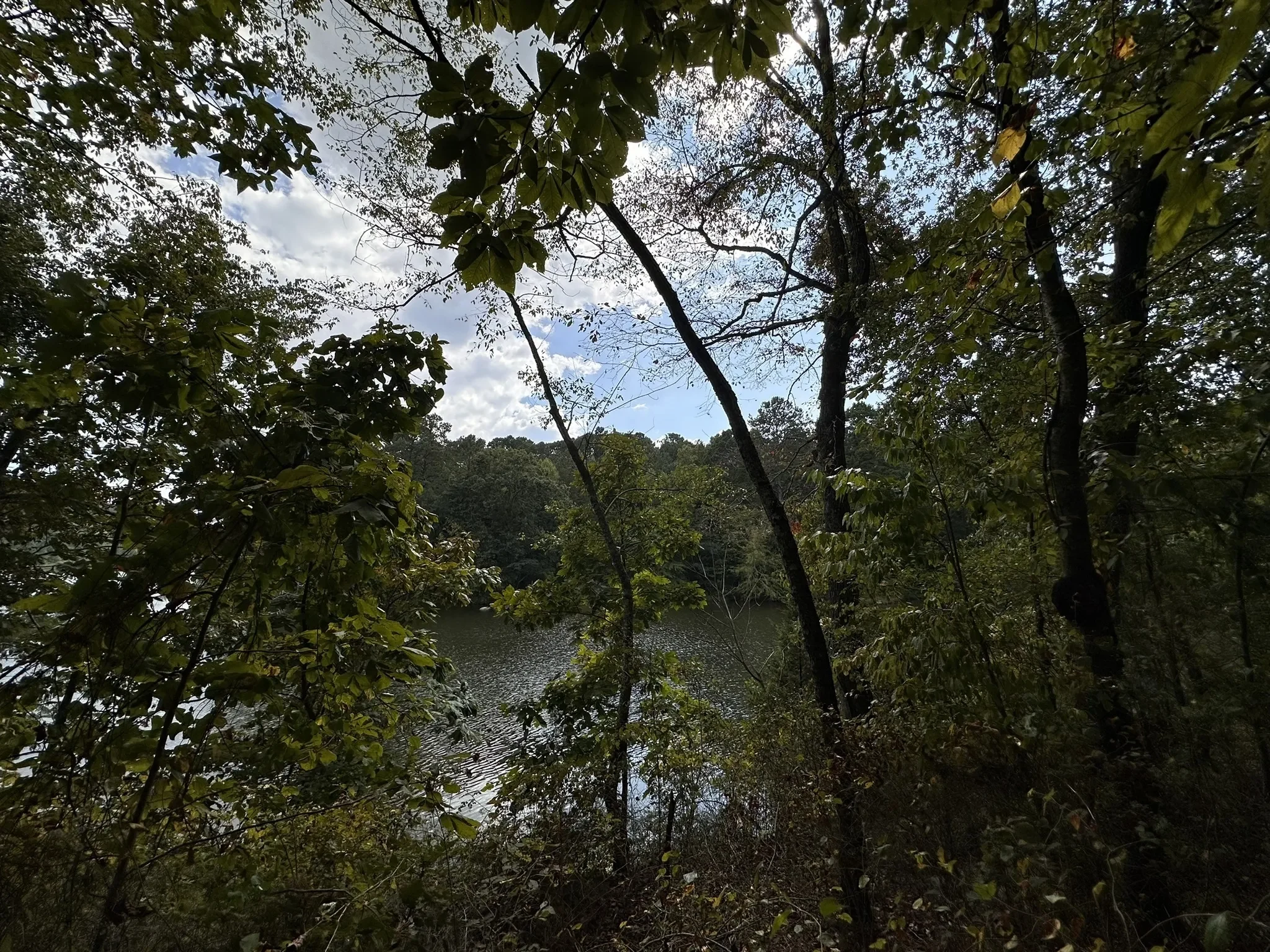 Trees overlooking the water near Dalton, GA