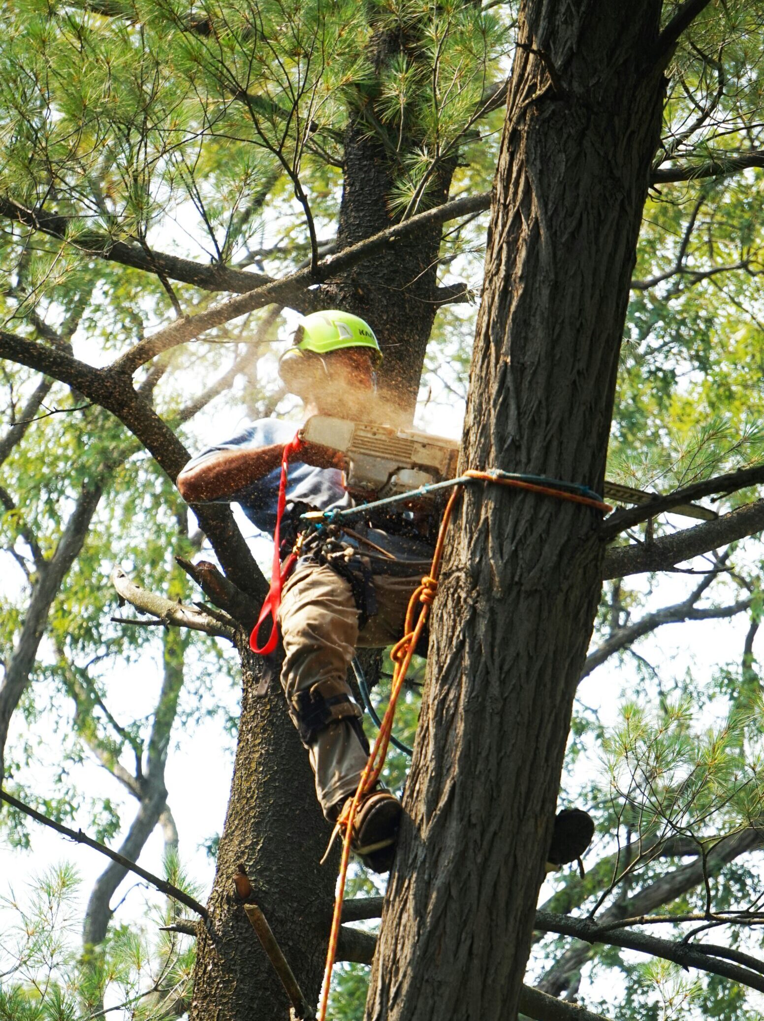 Employee performing tree care on a tree in Dalton | Dalton Tree Service